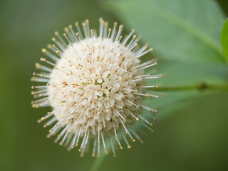 Extreme Close Up of a Common Buttonbush Flower