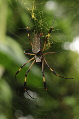 Araña de seda de oro (Trichonephila clavipes) sobre una telaraña con fondo verde