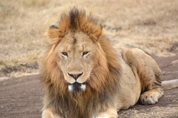 lion in the grass