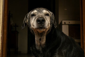 portrait of a dog