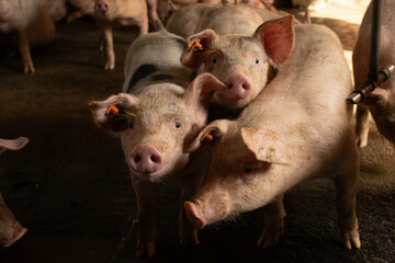 pigs in a farm
