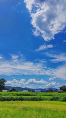 Fototapeta premium 青空と新緑の草原