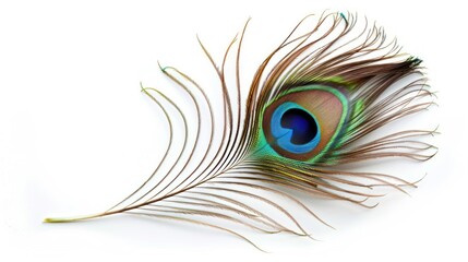 Obraz premium A Single Peacock Feather with a Vibrant Eye Pattern