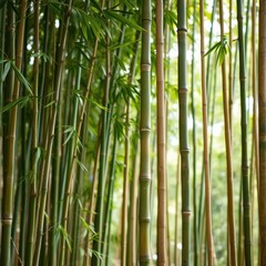 Obraz premium Lush Green Bamboo Forest.