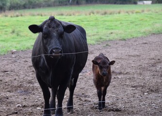 cows in a field