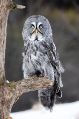  Great Grey Owl, Strix Nebulosa, in its Natural Habitat.  Wildlife Photography.