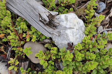 drift wood and vegetation on the river rocks