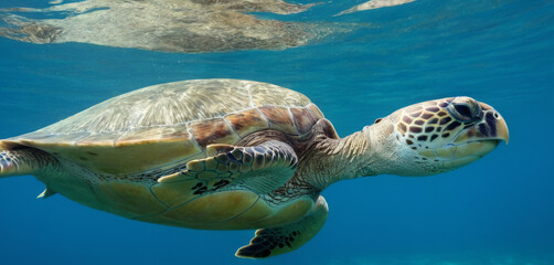 Fototapeta premium Sea Turtle Swimming in The Deep Water -Stunning Cinematic Shot with Sony FX3 27-70mm , High Quality Enhanced With AI