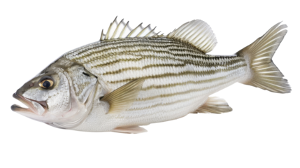 Fresh striped bass fish on transparent background 