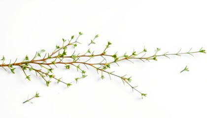 Green Branch with Buds on White Background.