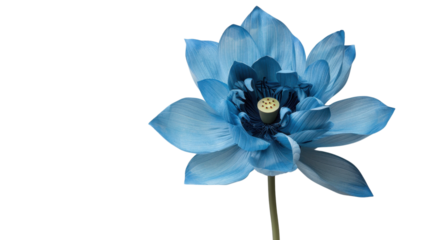 Blue lotus flower on transparent background
