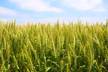 青空を背景にした実った麦の穂