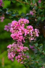 百日紅（ひゃくじつこう）サルスベリ