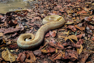 A pale-colored snake, of the albino rattlesnake species, coiled on a ground covered in dry leaves in a tropical forest