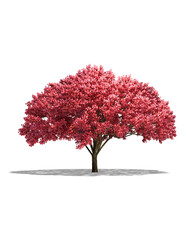 Fototapeta premium tree with red flowers