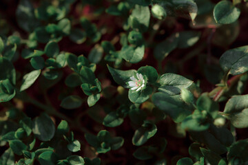 Macro of a small flower. Fresh summer plants on the estate. Plants in the garden.
