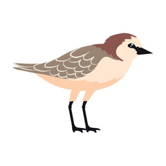 cute charadrius alexandrinus