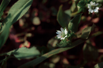 Macro of a small flower. Fresh summer plants on the estate. Plants in the garden.