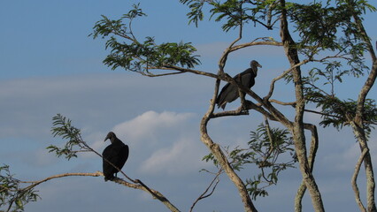 crow on a tree