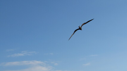bird in flight