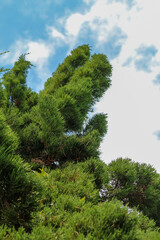 Pine tree leaves, low angle photo