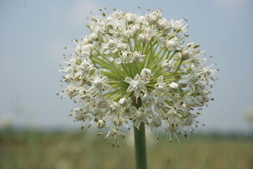 Onion white flowers