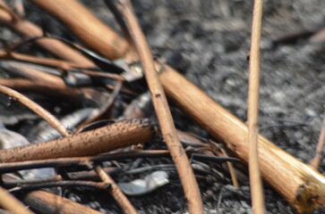 the grass burned to ashes
