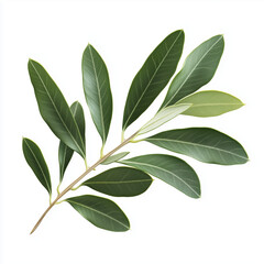 Obraz premium Olive Oil Leaf Isolated on White Background