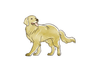 ゴールデンレトリバー