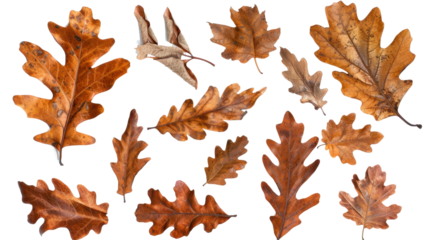 Autumn dry oak leaves on transparent background
