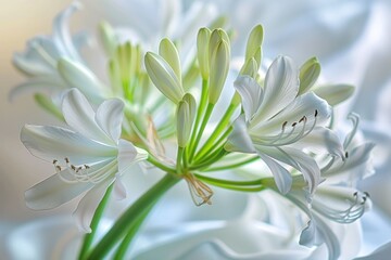 Fototapeta premium White flowers blossoming on a serene white background, symbolizing beauty and tranquility