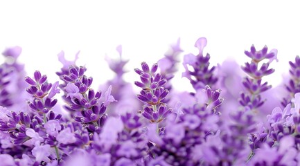 Obraz premium lavender flowers isolated on white background