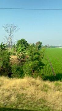 Green ricefield in bandung west java