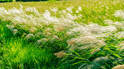 風になびくススキ