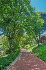여름날 싱그러운 산책 길