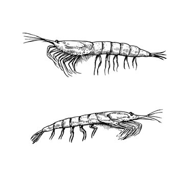 Sea krill isolated on white background. Black and white illustration