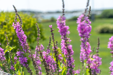 Summer pink flowers on a beach