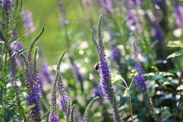 a bee on purple garden speedwell flowers