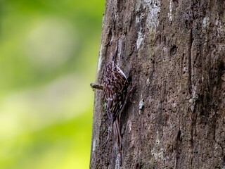 森の中で樹木の幹を移動しているキバシリ