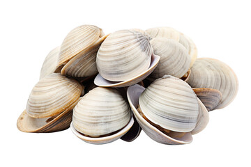 A pile of shells with a white background