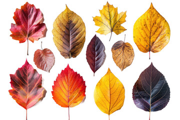 Obraz premium A collection of autumn leaves with varying colors and shapes