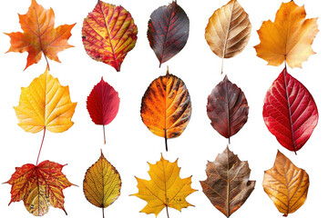 Obraz premium A collection of autumn leaves in various shapes and sizes