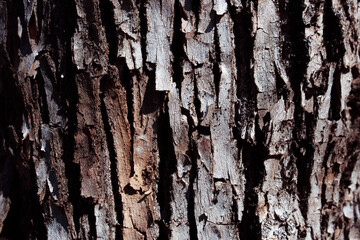 Textured tree bark. Natural wood background. Red and green moss locally on the tree. Garden tree diseases. Harvesting firewood for the winter. Planet Earth Day.