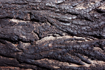 Textured tree bark. Natural wood background. Red and green moss locally on the tree. Garden tree diseases. Harvesting firewood for the winter. Planet Earth Day.