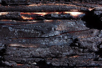 Burnt tree bark. Forest fire safety. Environmental protection and Earth Day. 