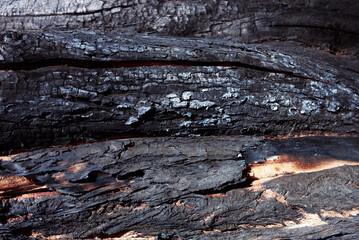 Burnt tree bark. Forest fire safety. Environmental protection and Earth Day. 