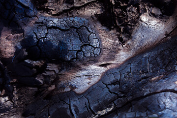 Burnt tree bark. Forest fire safety. Environmental protection and Earth Day. 