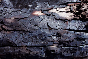 Burnt tree bark. Forest fire safety. Environmental protection and Earth Day. 