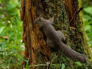 森の中で樹木の幹を移動しながら周りを見渡しているリス