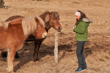 Woman taking pictures of icelandic horses with mobile phone in field